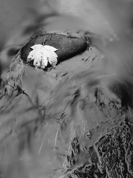 Broken maple leaf lay on basalt stone in rapids of dark blurred water of mountain stream. The first autumn leaves. Black and white photo.