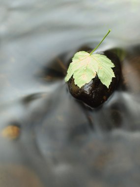 Taze akçaağaç yaprağı ile alg bazalt taş karanlık soğuk suda bırakır. Dağ Nehri'nin karanlık bulanık su dalgaları.