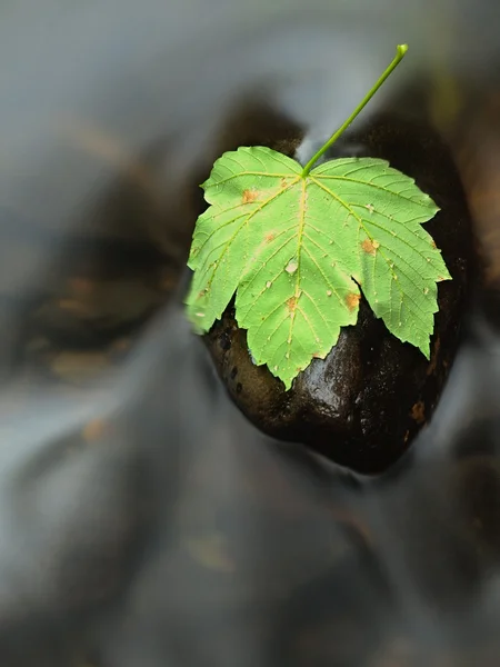 Feuille d'érable verte fraîche avec gouttes sur algues basalte en eau froide foncée. Vagues d'eau sombre et trouble de la rivière de montagne . — Photo