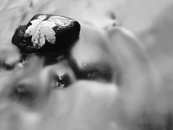 First autumn rotten maple leaf on basalt stone covered with algae. Long stalks of algae  in blurred water of mountain river. Fall is coming. Black and white photo. — Stock Photo, Image