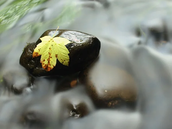 Ruttna gula lönnlöv på basalt sten i mörka vatten av mountain river, Höstlöv första — Stockfoto