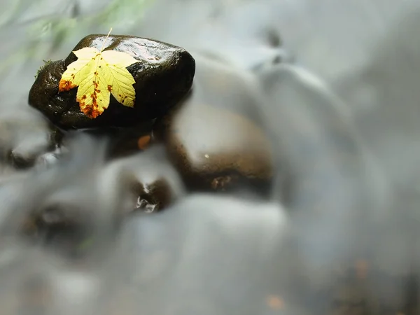 Feuille d'érable jaune pourrie sur pierre de basalte dans l'eau sombre de la rivière de montagne, premières feuilles d'automne — Photo