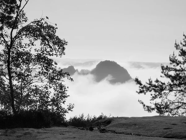 Herfst mistige vallei vol ochtendnevel bekijken via filialen. mistige en nevelige daybreak op het zandsteen gezichtspunt in nationaal park Saksen Zwitserland in Duitsland. mistige landschap. — Stockfoto