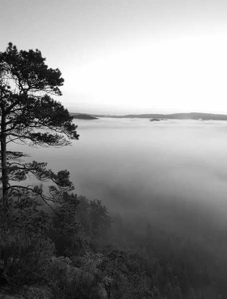 Outono vale nebuloso cheio de neblina manhã vista através de ramos. Alvorada nebulosa e nebulosa no ponto de vista de arenito no parque nacional Saxônia Suíça na Alemanha. Paisagem nebulosa . — Fotografia de Stock
