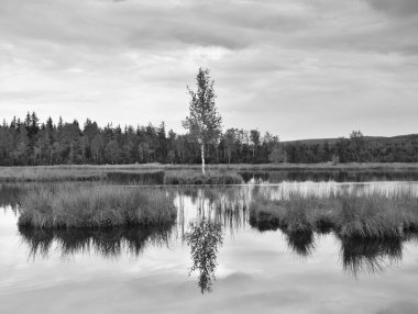 Bataklık gizemli orman içinde huzurlu su seviyesi, genç ağaç Adası ortasında. taze yeşil renkli bitkiler ve otlar, ağır bulutlar gökyüzünde.