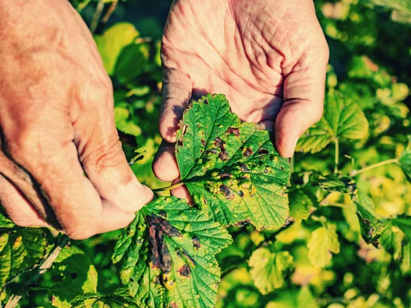 Gardener shows disease of red and black currants, infection with Gallic aphids Anthracnose