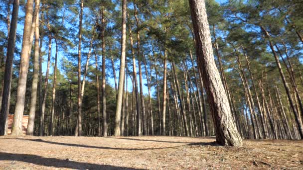 在松林里跑步的身材苗条的慢跑者 — 图库视频影像