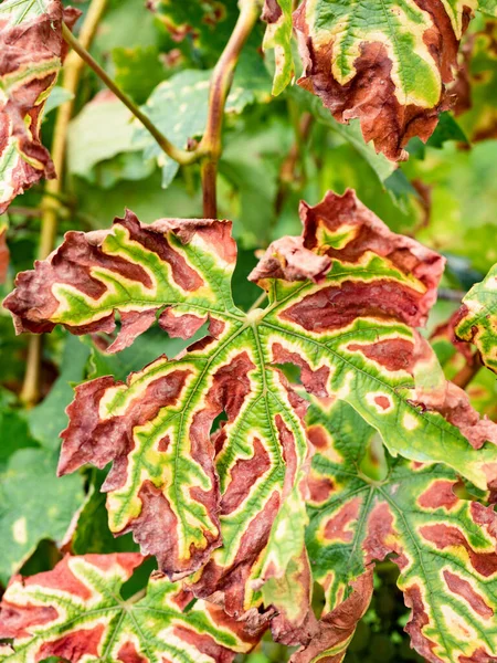 Phytoplasma Virus Virus Diseases Vines Plants Leaves Affected Disease Grapevine — Stock Photo, Image