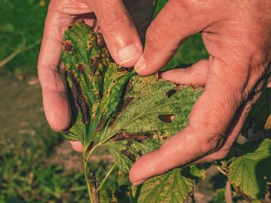 Kara üzümlü yapraklar mantar hastalığından zarar görmüş.