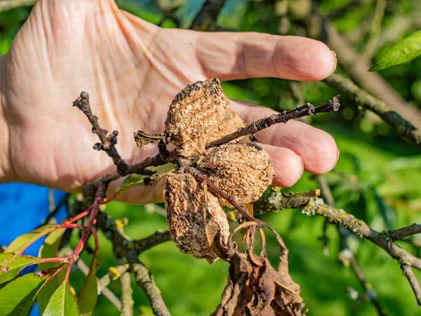 Fruit Pêche Pourri Déféqué Sur Pêcher Dans Jardin Tout Fruit — Photo