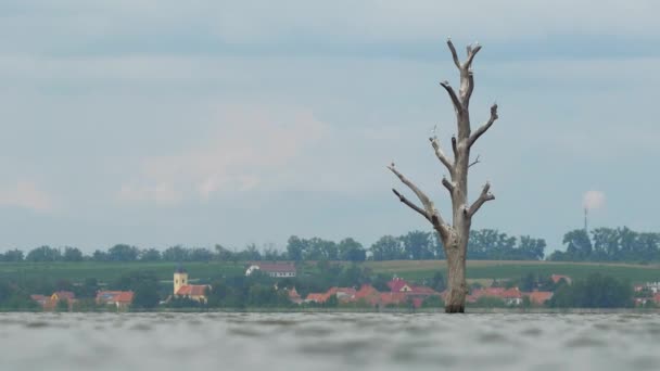 湖の真ん中に古い乾燥した木が張り付いている島 パラヴァの風景 Czech Republic 南モラヴィア地方のワイン産地 — ストック動画