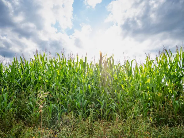 Zelené Kukuřičné Pole Větru Přehled Přes Vysoké Bohaté Kukuřičné Pole — Stock fotografie