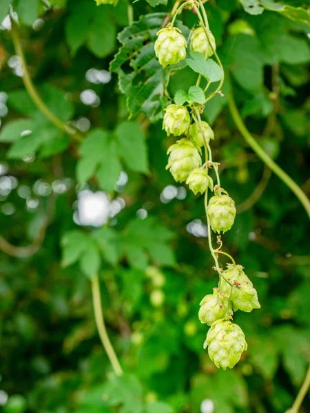 Green Leaves Hops Branch Hop Cones Leaves Stems Growing Hop — Stock Photo, Image