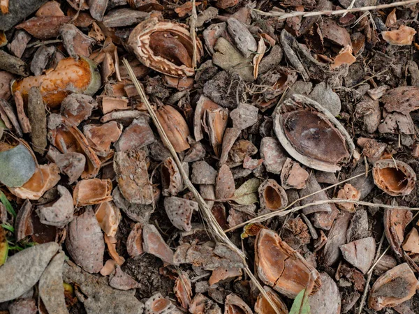 Tiempo Cosecha Almendras Conchas Almendras Rotas Nueces Debajo Del Árbol — Foto de Stock