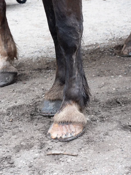 黒い馬の足とピンクの蹄鉄を身に着けている馬蹄はぬれた泥の中にとどまる — ストック写真