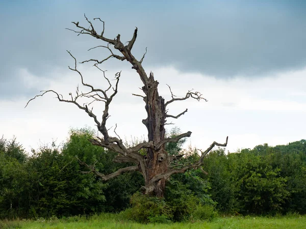 Árbol Solitai Doblado Seco Árbol Solitar Parque Lednice Moravia — Foto de Stock