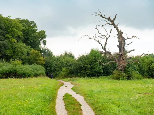 Doble Camino Árbol Solitar Parque Lednice Moravia República Checa — Foto de Stock