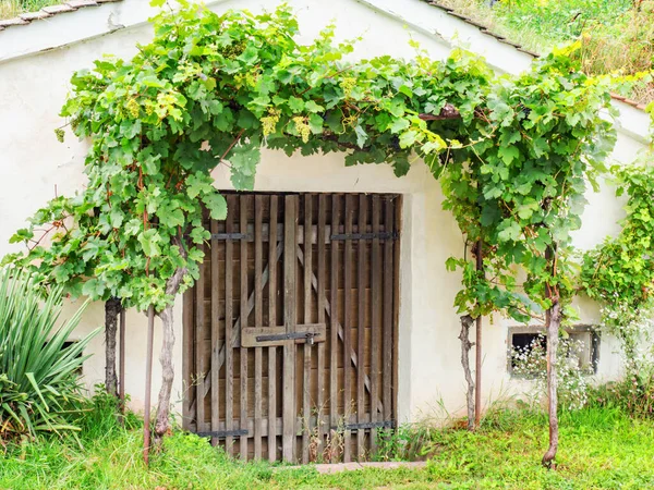 巴甫洛夫 2021年8月29日捷克共和国摩拉维亚Pavlov典型酒窖的内部 摩拉维亚葡萄酒产区 旅游业 传统建筑 — 图库照片