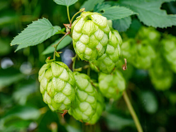 Green leaves of hops branch. Hop cones among the leaves on stems growing in a hop yard, close-up in selective focus