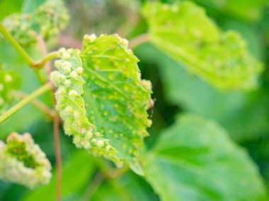 Üzüm yaprağı üzerinde filloxera, Viteus vitifoliae safraları. Hasarlı şaraphane çiftliği. 