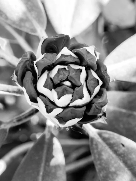 Detalhe Bud Roxo Rhododendron Flor Botão Foco Seletivo Preto Branco — Fotografia de Stock