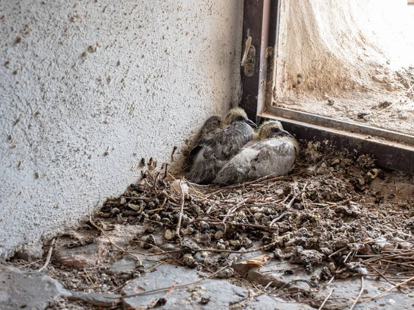 Close Shot Two Young Pigeon Babies Sitting Nest Town Tower — Stock Photo, Image