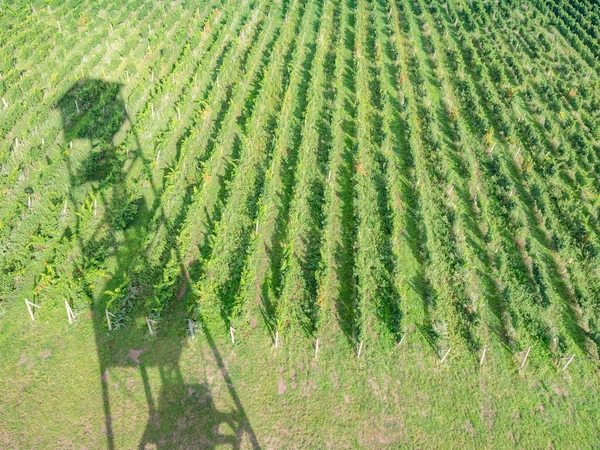 Old Family Vineyards Form Traditional Landscape View Drone Viewtower Palava — Stock fotografie