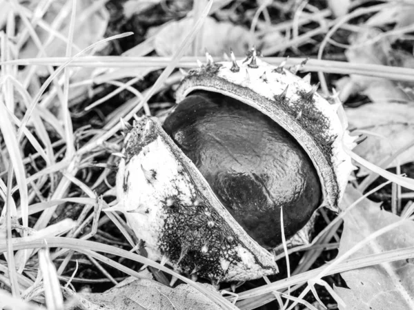 秋の葉や緑の草の栗は 非常に低い足首のビュー 中に新鮮なナッツと壊れた皮を開きます ブラック ホワイト — ストック写真