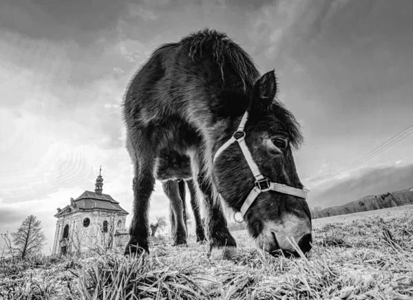 Лошадь Возле Церкви Часовни Возле Деревни Эффект Широкоугольных Линз Мбаппе — стоковое фото