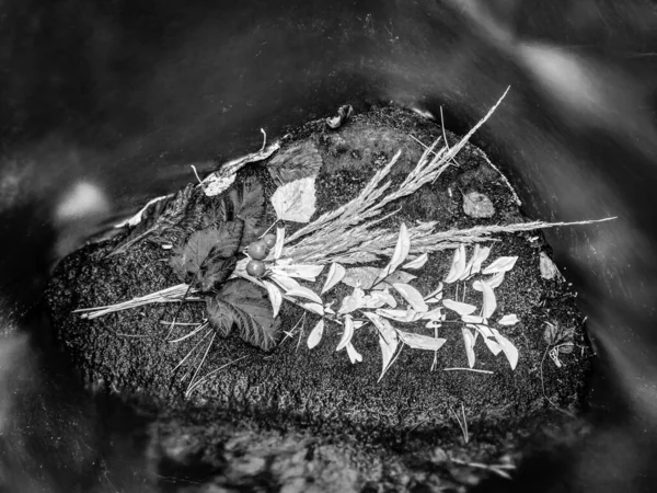 小川の石の上に乾いた花や落ち葉の秋の花束 渓流の湿った苔石の葉のシンボル ブラック ホワイト — ストック写真