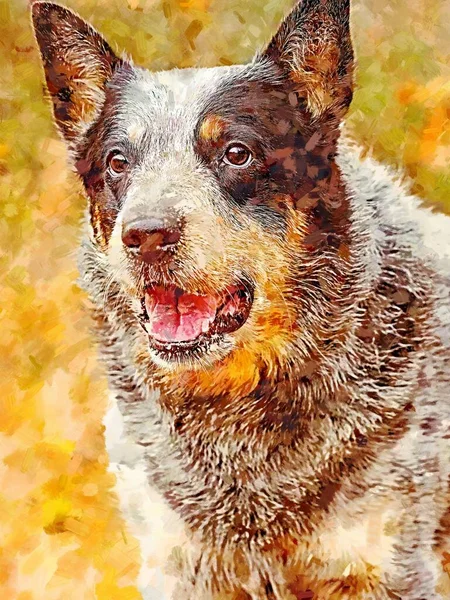 Adorable Perro Trabajo Australiano Activo Pie Contra Bosque Otoño Pintura —  Fotos de Stock