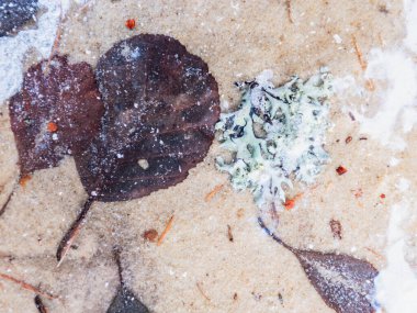 Lichen ve donmuş yapraklar sonbaharda kumlu yoldaki ilk buz havuzunun altında