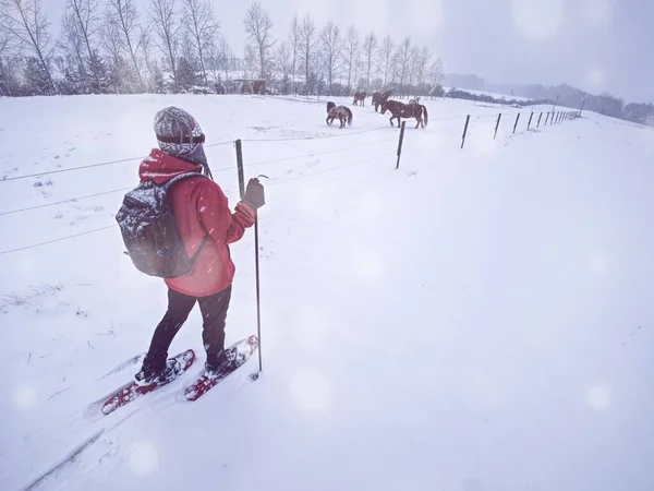 Mulher Snowshoeing Paisagem Montanhosa Andar Torno Cavalo Paddock Enquanto Neva — Fotografia de Stock
