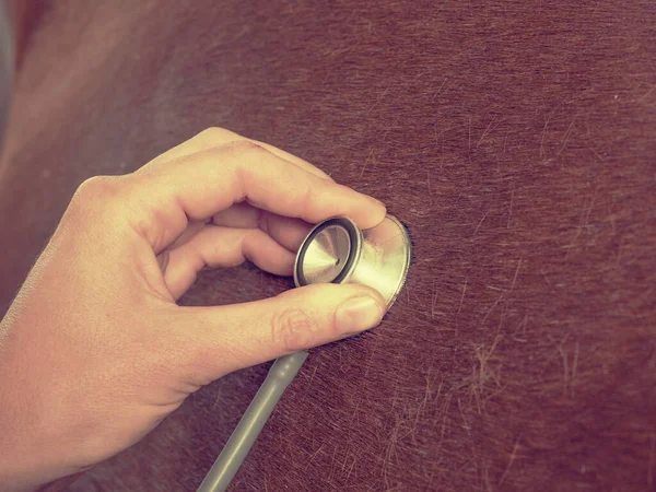 Veterinário Uso Estetoscópio Para Pulmões Cavalo Marrom Bronquite Suspeita Pneumonia — Fotografia de Stock