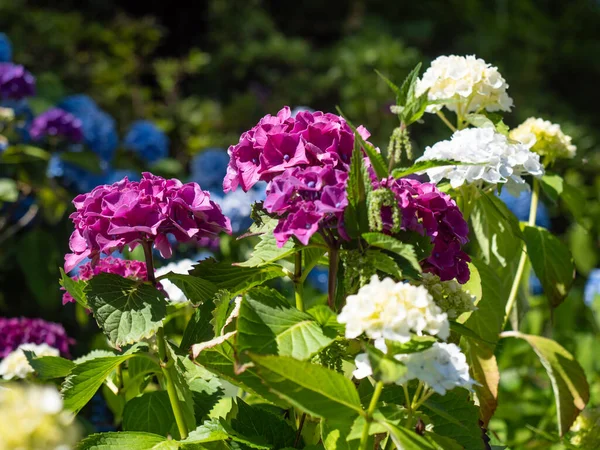 Background Blur Beautiful Purple Hydrangea Flowers — Stockfoto