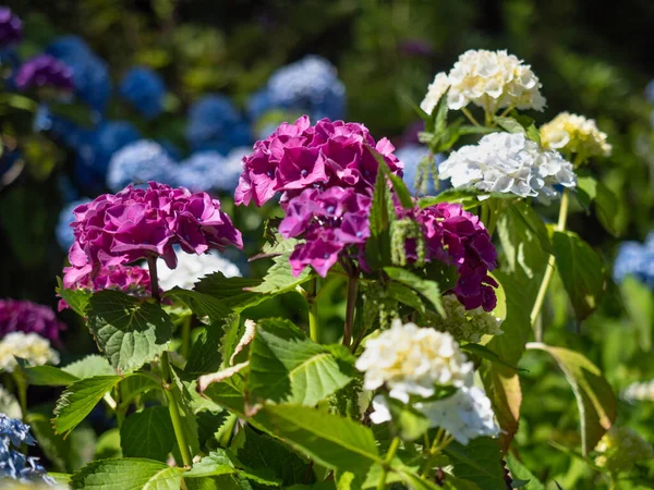Beautiful blue and pink Hydrangea macrophylla flower heads in the evening sunlight.