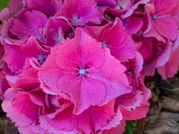 Purple Hydrangeas Hydrangea Macrophylla Flower Background — Foto Stock