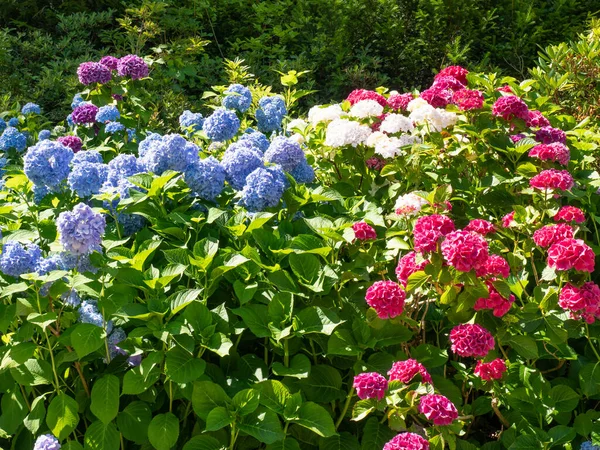 Beautiful blue and pink Hydrangea macrophylla flower heads in the evening sunlight.