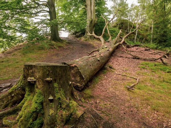 Cut of huge beech tree. Large beech tree stump in colorful autumn forest