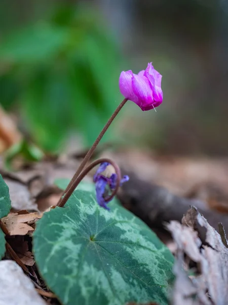 Kvetoucí Růžové Cyklamáty Primrose Cyclamen Hederifolium Cyclamen Břečťanových Listů Nebo — Stock fotografie