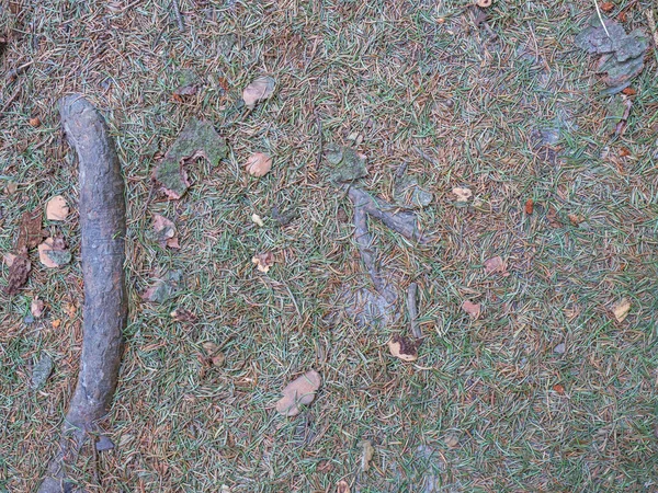 モミの針のヒープの閉鎖 自然災害だ ヨーロッパのスプルース樹皮甲虫によって攻撃された枯れ木の下の緑の針葉樹 Ipsタイポグラフィ — ストック写真