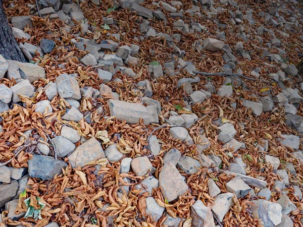 Помаранчеве Листя Бука Каштана Серед Сірих Базальтових Каменів Основа База — стокове фото
