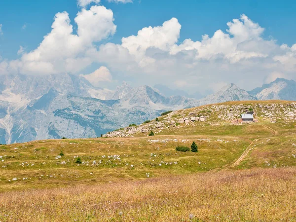 Letnia Łąka Blisko Szczytu Gazzy Alpy Dolomitowe Niesamowita Dzika Natura — Zdjęcie stockowe
