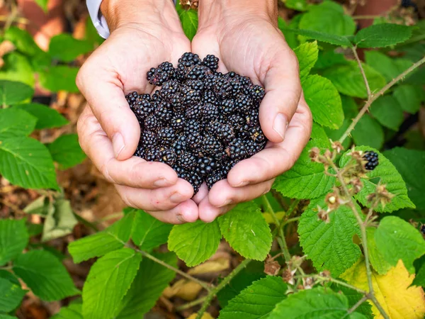 Female Hands Holding Full Handful Fresh Blackberries Picking Berries Fresh — Stock Photo, Image