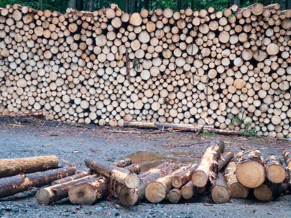 Spruce tree calamity. Wood pile against forest on a rainy day. Spruce logs waiting for transport