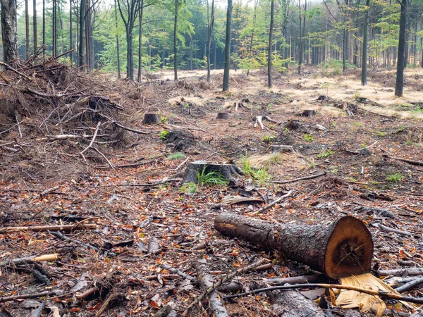 Nature Problem Rapid Devastation Young Forest Affected Population Spruce Weevil — Stock Photo, Image