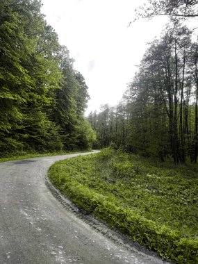 Ormanda virajlarla yol