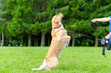 Kadın eli ve zıplayan yeşil sahada köpek labradoru oynayan kadın. Güneşli bir yaz gününde köpekle oynayan kadın..