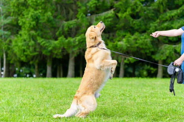 Самка Руки Прыгающая Собака Лабрадор Зеленом Поле Женщина Играет Собакой — стоковое фото