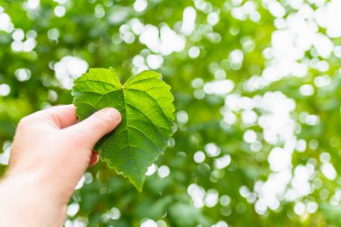 Yeşil yaprak kalp şeklinde, bulanık yeşil arka plan ve güneş ışığı. Dünya Günü kavramını ele alalım..